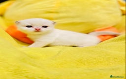British Longhair cats for sale: 🐾🤩❤️Gold Angels - tiny stars 🐾❤️🐱 - Image 28