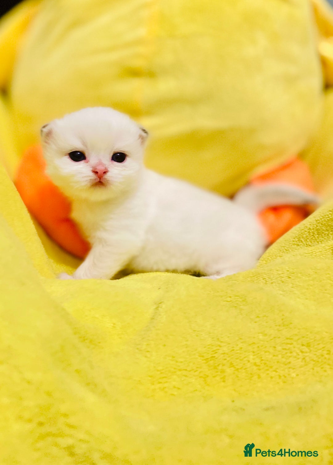 British Longhair cats for sale: 🐾🤩❤️Gold Angels - tiny stars 🐾❤️🐱 - Image 28