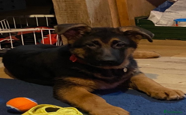 German Shepherd dogs Outstanding Vomkonstanz German Shepherd Litter  - Advert 4