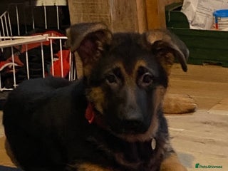 German Shepherd dogs Outstanding Vomkonstanz German Shepherd Litter - Advert 13