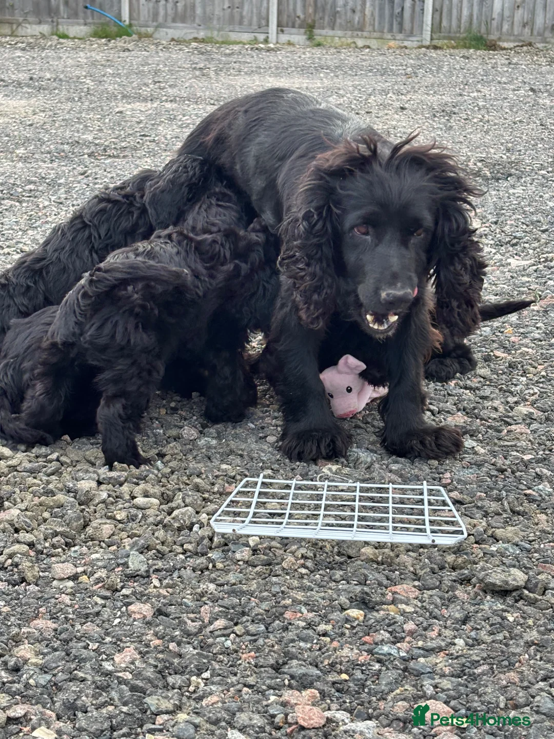 Cockapoo dogs for sale: Cockapoo puppy’s  - Advert 2