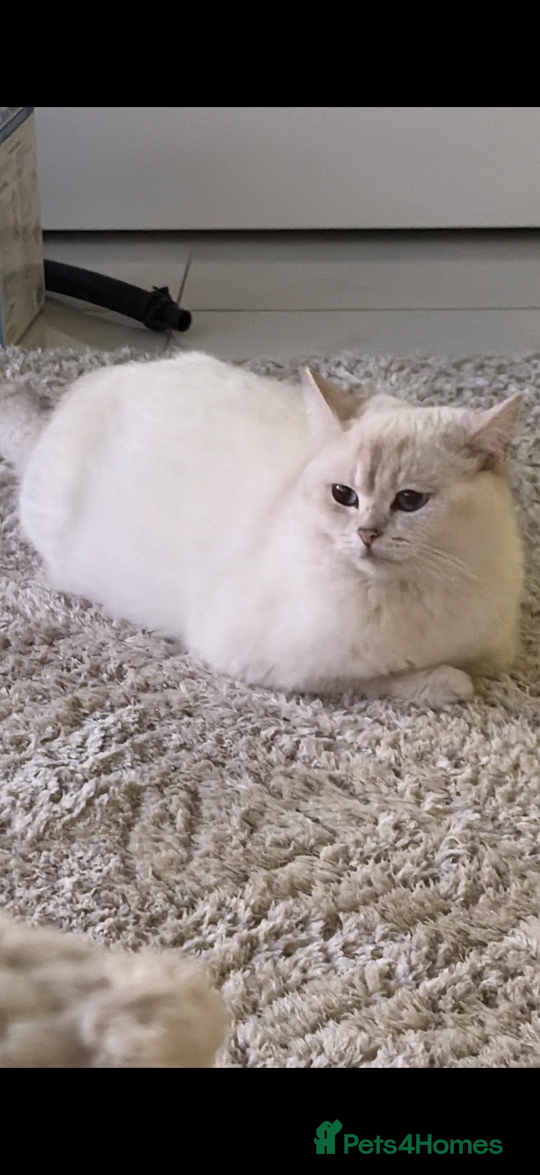 British Shorthair cats for sale: British short hair  - Advert 2