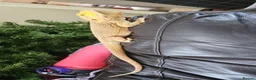 Bearded Dragon reptiles for sale: Male bearded dragon in Lewes - Advert 4