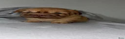 French Bulldog dogs for sale: FRENCH BULLDOGS  - Advert 14