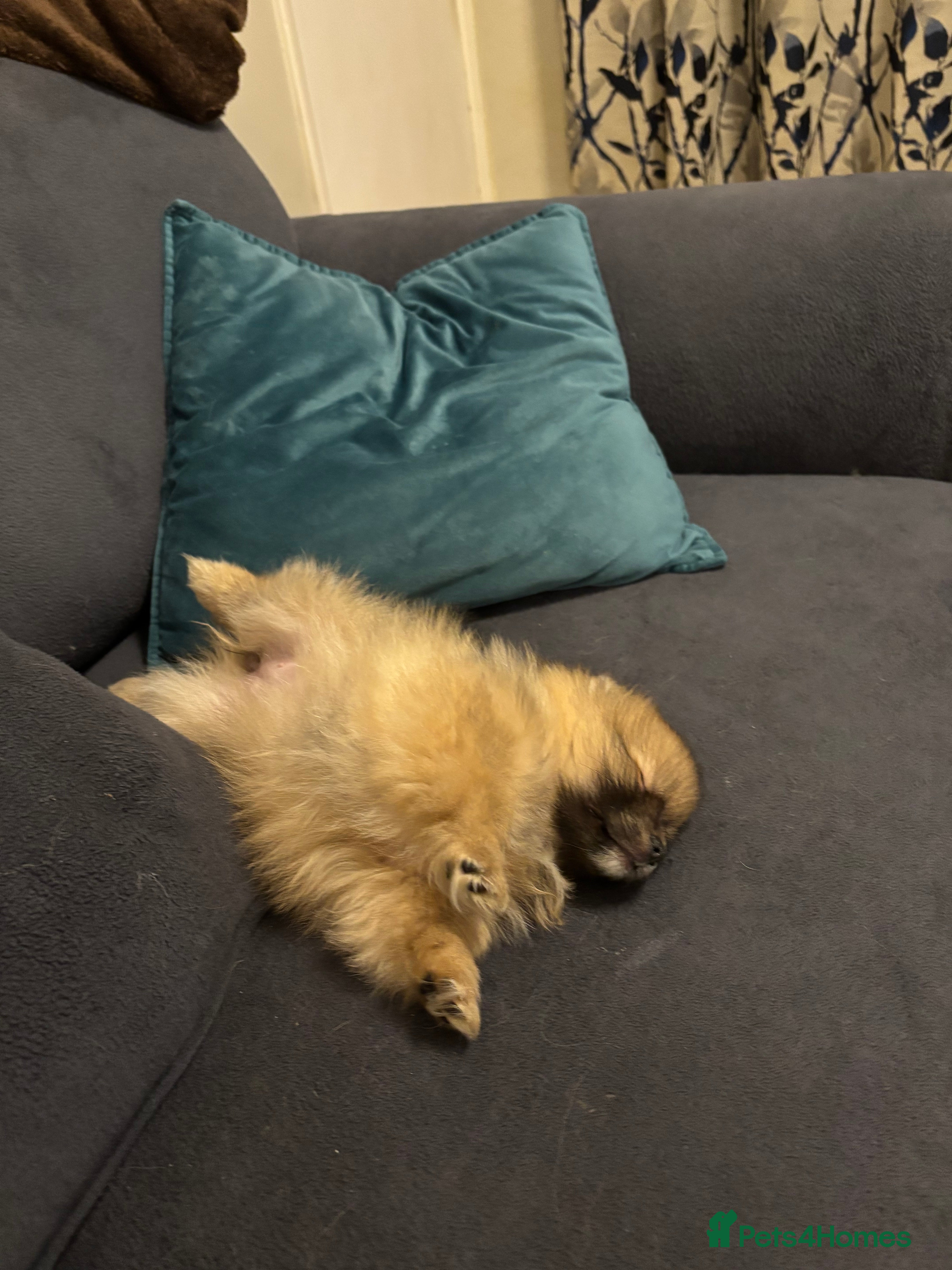 Pomeranian dogs Pomeranian puppy for sale - Advert 3