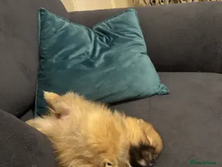 Pomeranian dogs Pomeranian puppy for sale - Advert 1