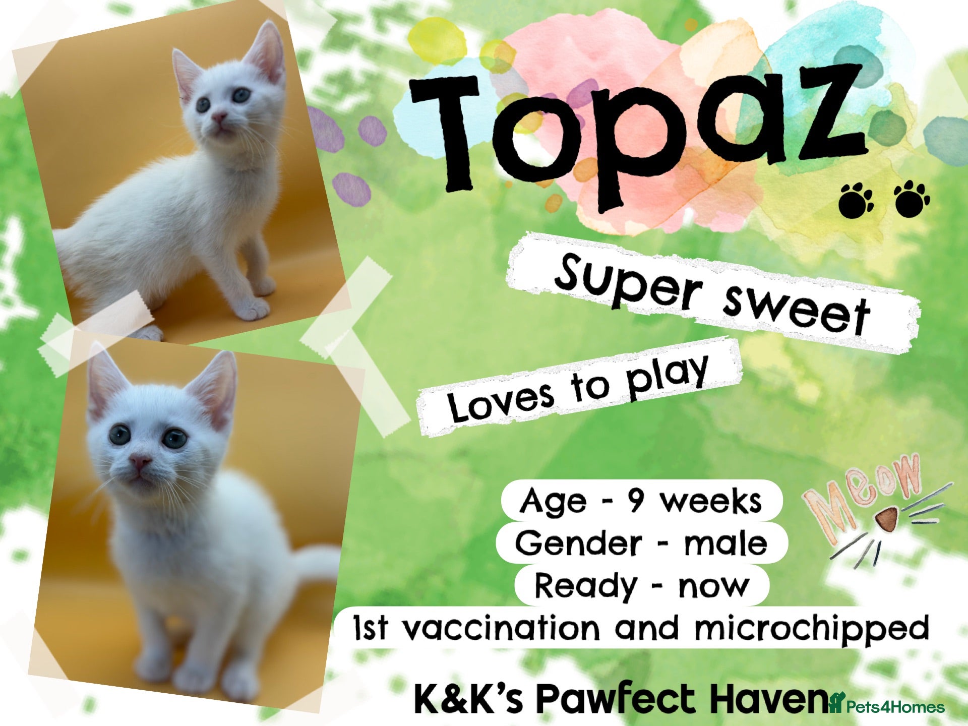 Domestic Shorthair cats Kittens & cats for adoption  - Advert 1