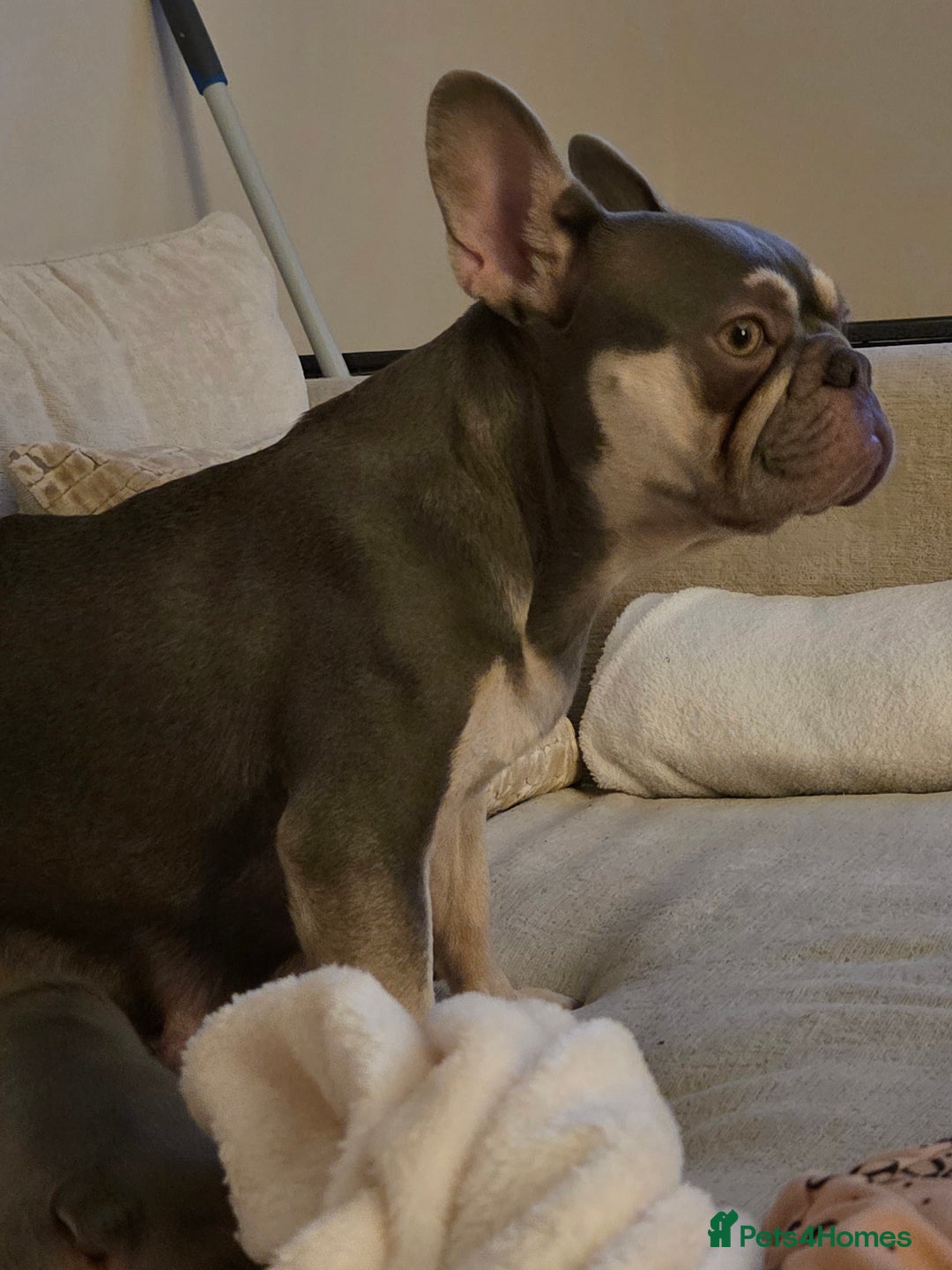 French Bulldog dogs for sale: Isabella & lilac & tan chunky frenchies - Advert 7