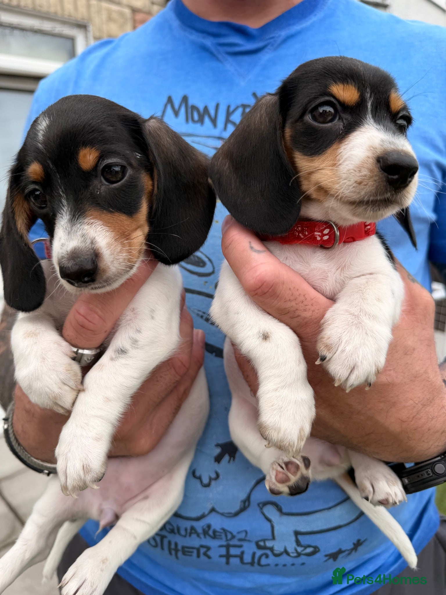 Miniature Dachshund dogs 4 cute miniature dachshund girls available  - Advert 2