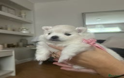 Pomeranian dogs for sale: Beautiful ** Pomeranian puppies  - Image 4