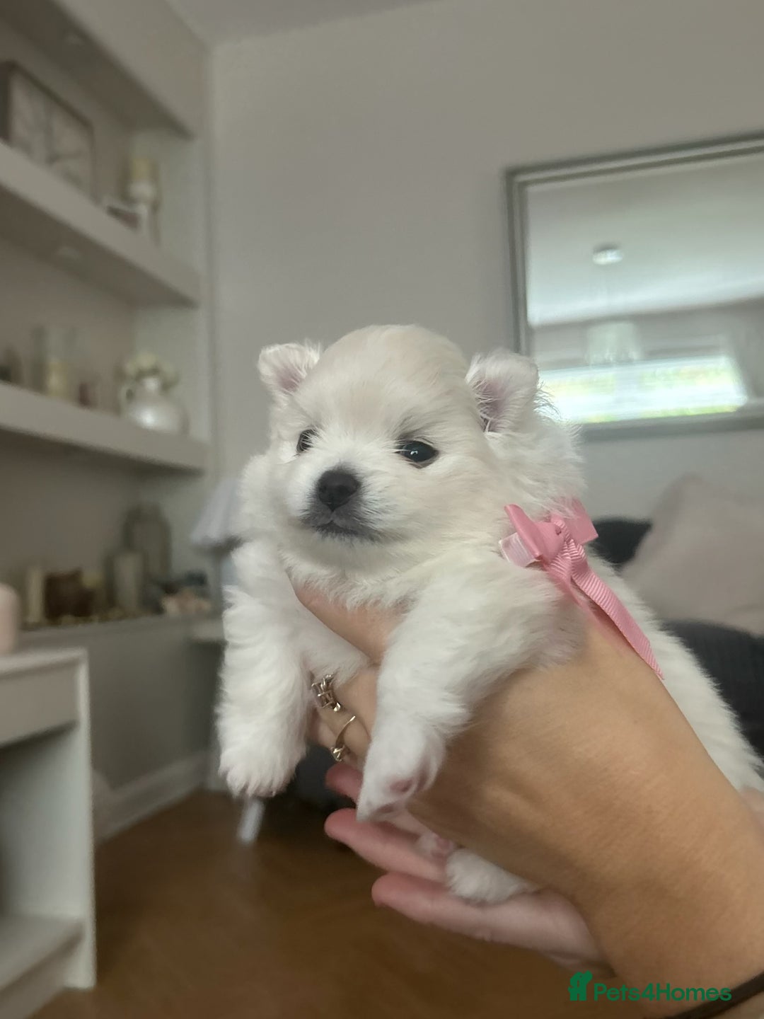 Pomeranian dogs for sale: Beautiful ** Pomeranian puppies  - Image 4