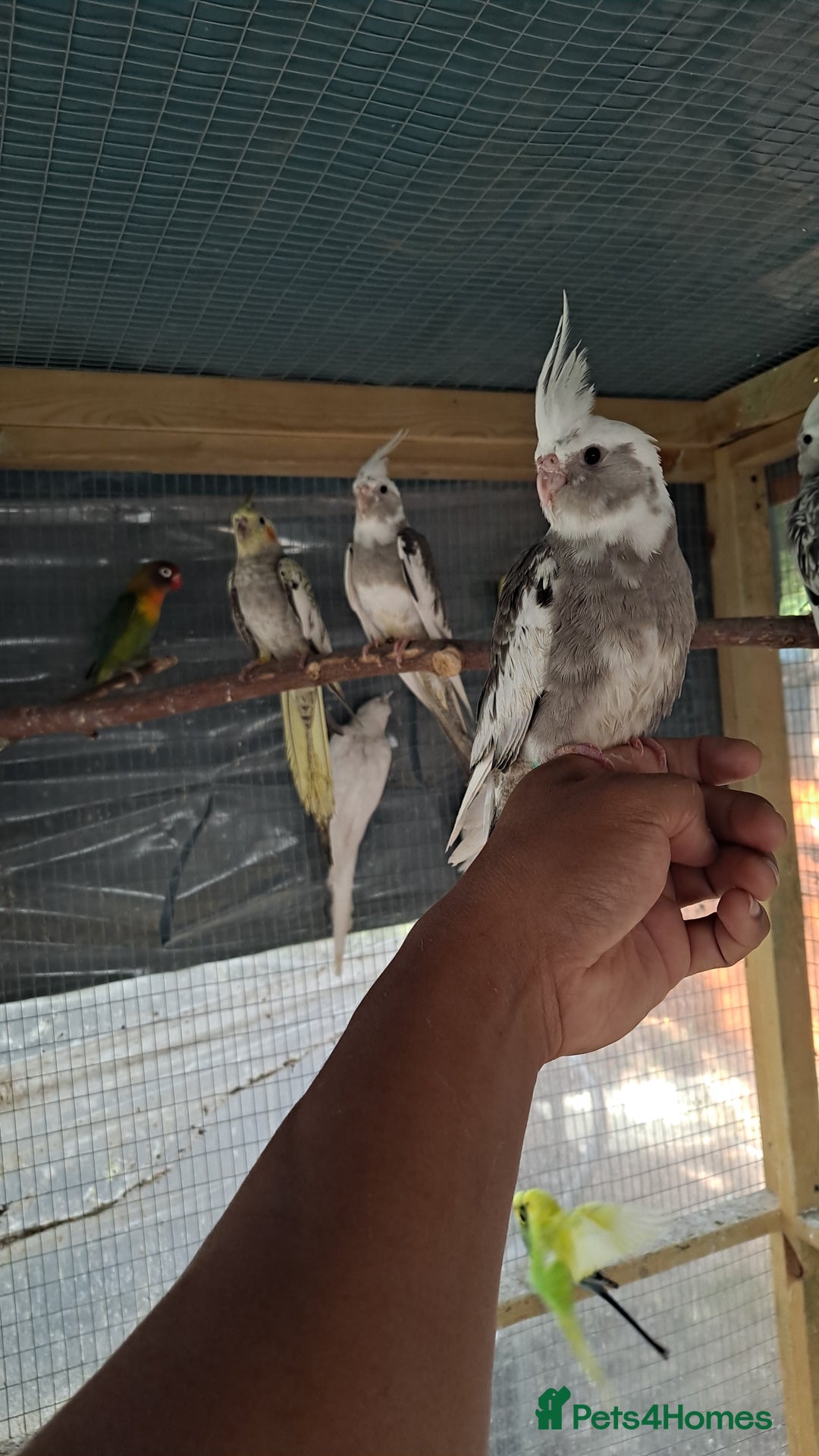 Cockatiels birds for sale: Hand tamed baby cockatiels for sale  - Advert 3