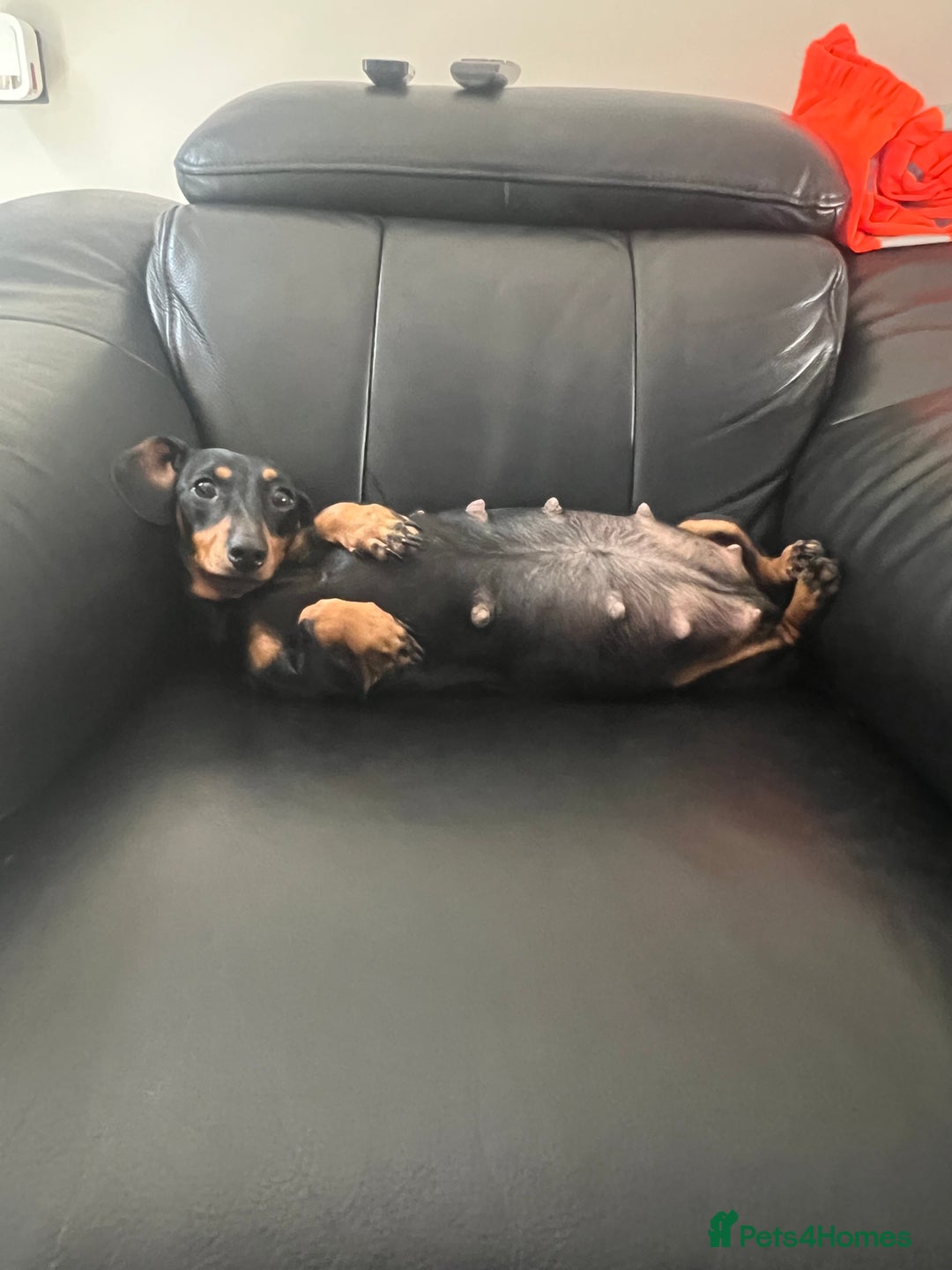 Miniature Dachshund dogs for sale: Champion line miniature Dachshunds KCREG PRACLEAR  - Image 11