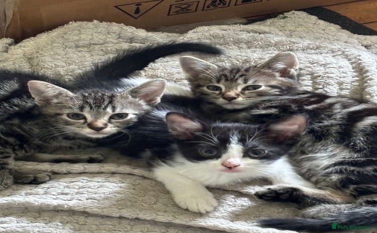 Mixed Breed cats - Advert 12