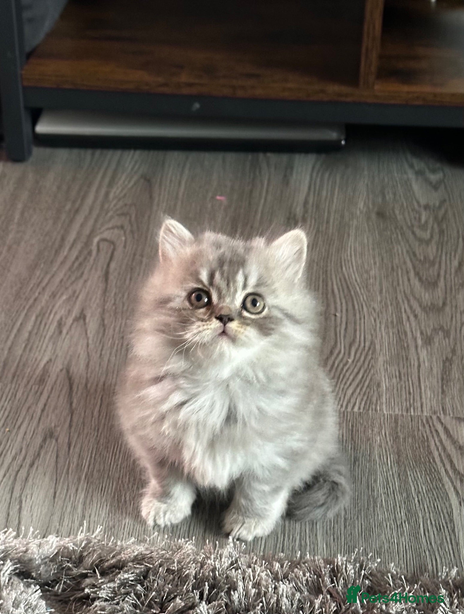 British Shorthair cats Amazing pure breed BSH/ BLH - Advert 1