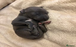 Italian Greyhound dogs for sale: KC Italian Greyhound Puppies  - Image 13