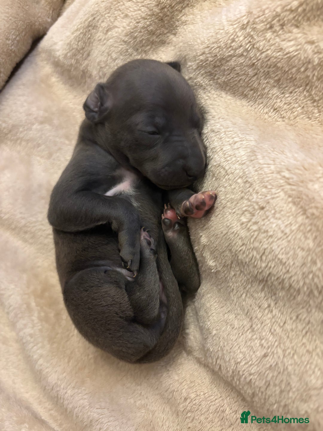 Italian Greyhound dogs for sale: KC Italian Greyhound Puppies  - Image 13