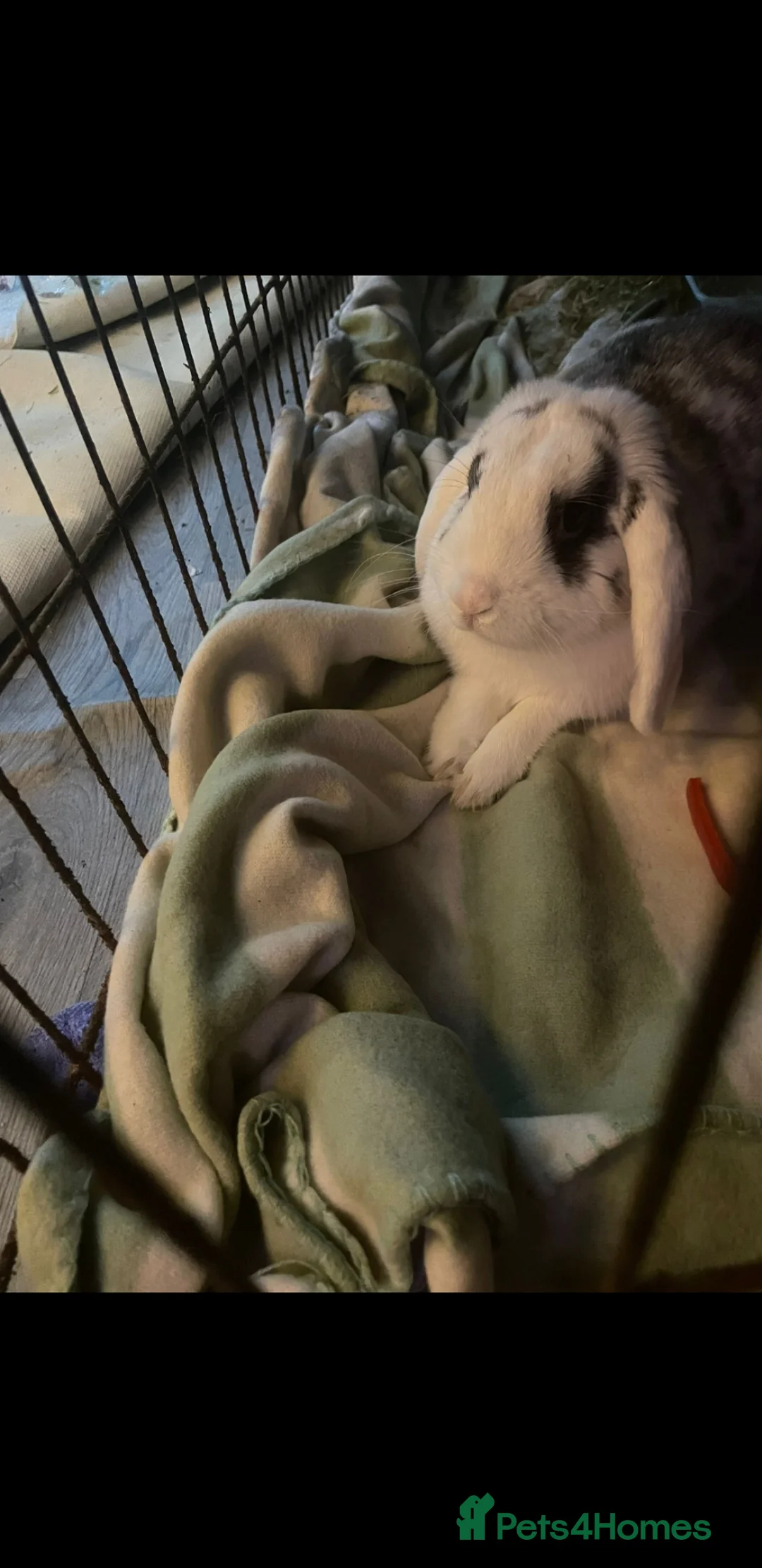 English Lop rabbits for sale: Male English lop - Advert 2
