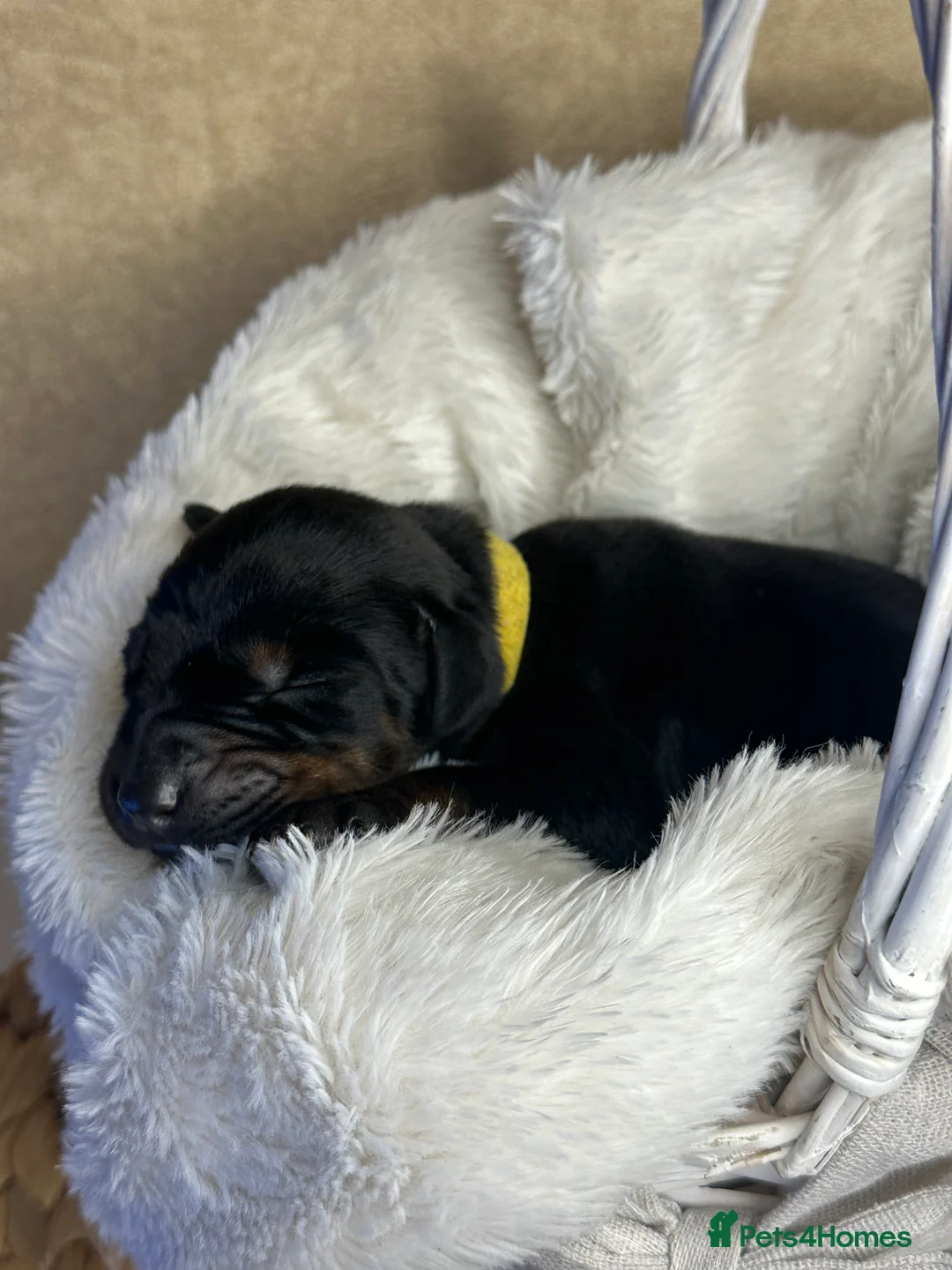 Dobermann dogs for sale: Champion Bloodline Doberman Puppies in Manchester - Advert 2