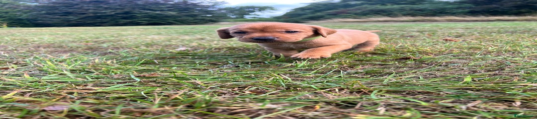 Labrador Retriever Puppy Green - RESERVED