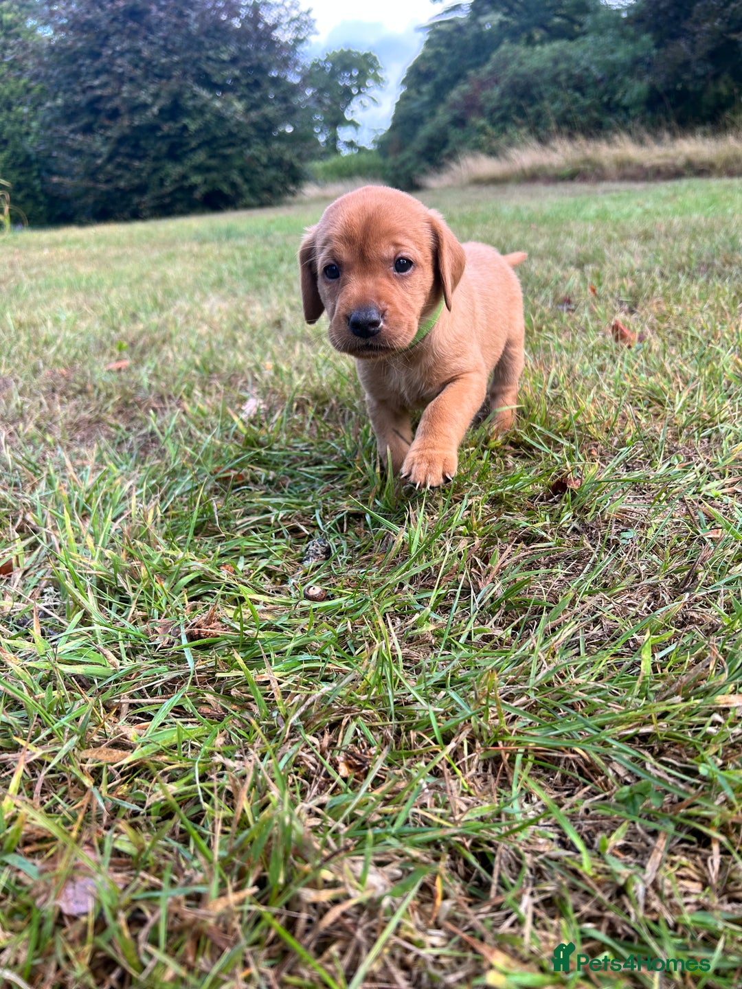 Labrador Retriever dogs for sale: KC Registered Fox Red Labrador Puppies  - Image 15