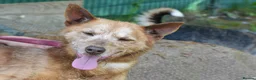 Mixed Breed dogs for adoption: Zorro in Woking - Advert 6