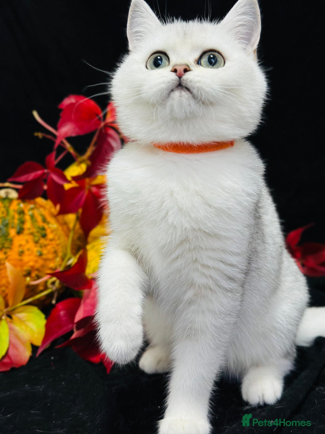 British Shorthair cats for sale: Tica British short hair kittens  - Image 18