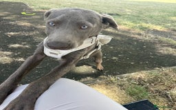 Labrador Retriever dogs for sale: 6month old Female Pure Lab - Image 2