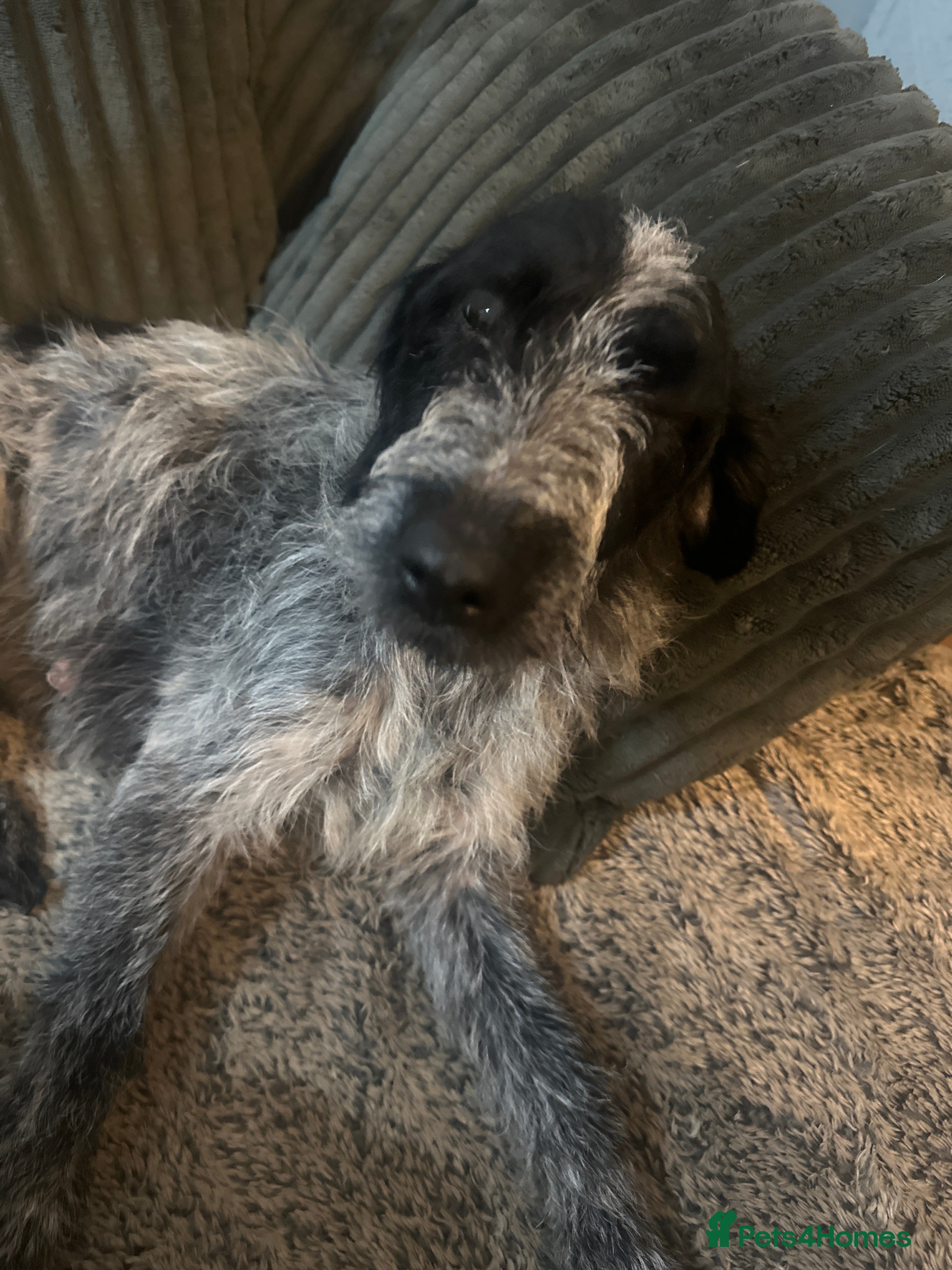 Mixed Breed dogs Puppy’s for sale  - Advert 1