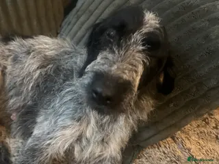 Mixed Breed dogs Puppy’s for sale - Advert 1