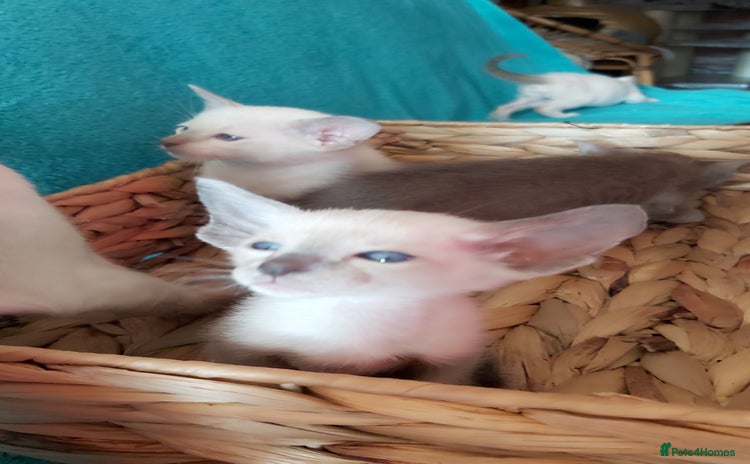 Oriental cats - Advert 2