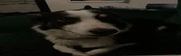 Border Collie dogs for sale: Border collie Peter  - Advert 7