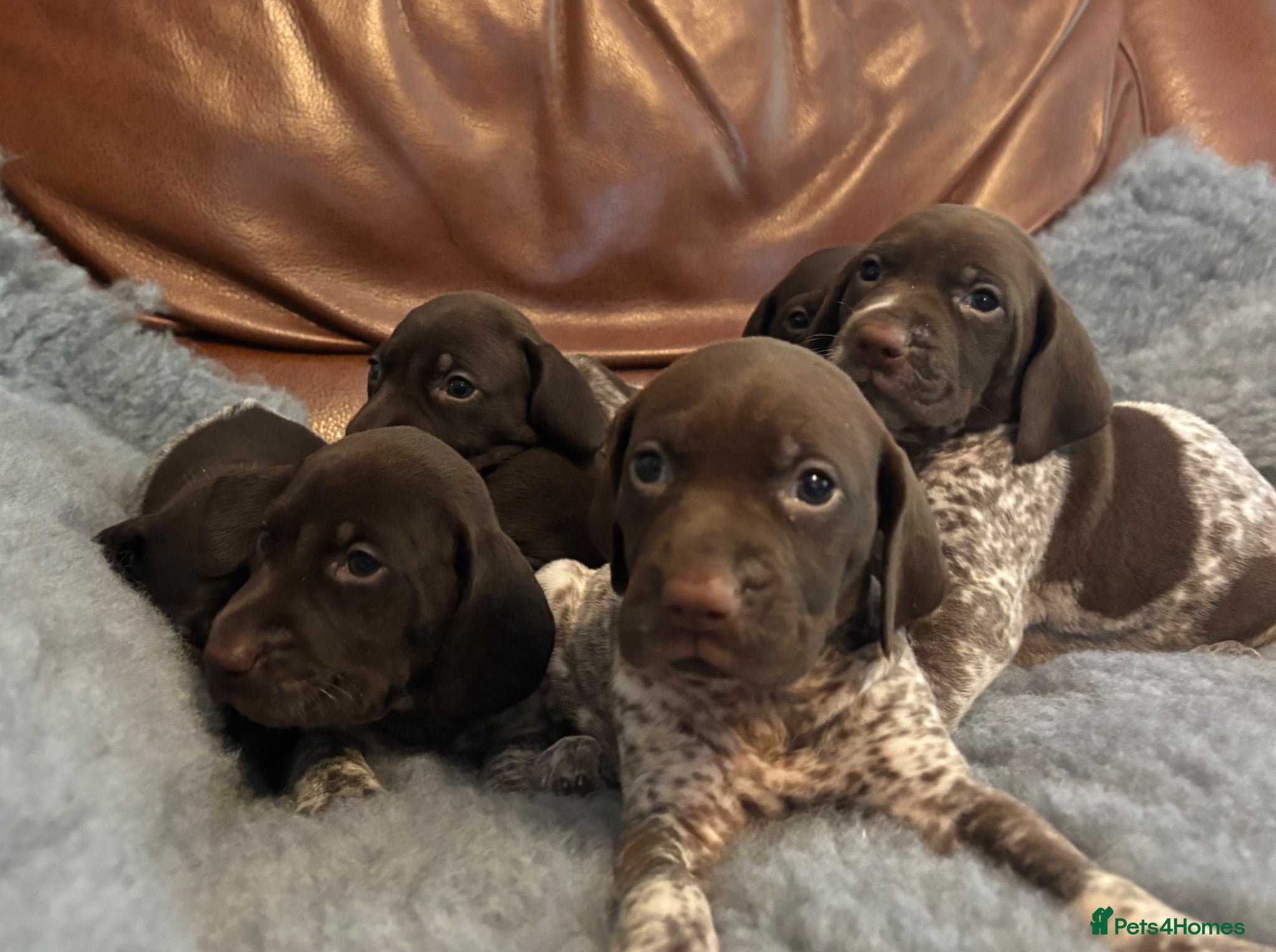 German Shorthaired Pointer dogs Adorable German Shorthaired Pointer Puppies  - Advert 2