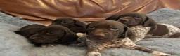 German Shorthaired Pointer dogs for sale: Dorothea and Marjorie - Advert 4