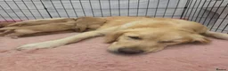 Golden Retriever dogs for sale: KC Reg Puppies, Fully Health-Tested Parents 🐾 - Advert 5