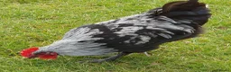 Chickens poultry for sale: Silver marans cockerals in Horncastle - Advert 2