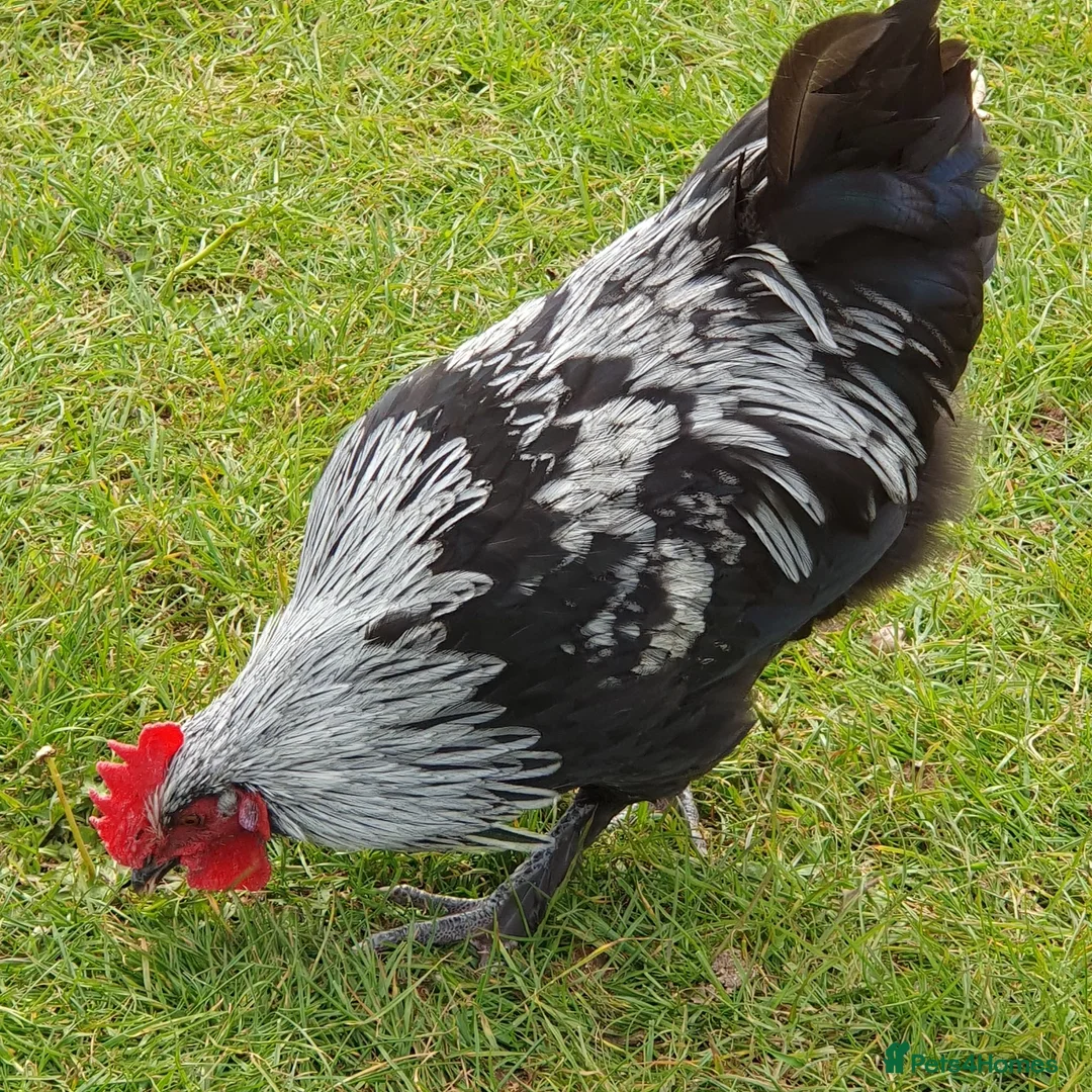 Chickens poultry for sale: Silver marans cockerals in Horncastle - Advert 2