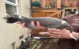 Whippet dogs for sale: Whippet pups x14 - Advert 25