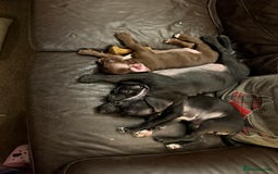 Mixed Breed dogs for sale: French bulldog/cockerspaniel 12 weeks old   - Advert 8