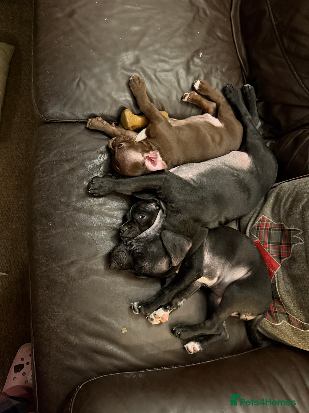 Mixed Breed dogs for sale: French bulldog/cockerspaniel 12 weeks old   - Advert 8