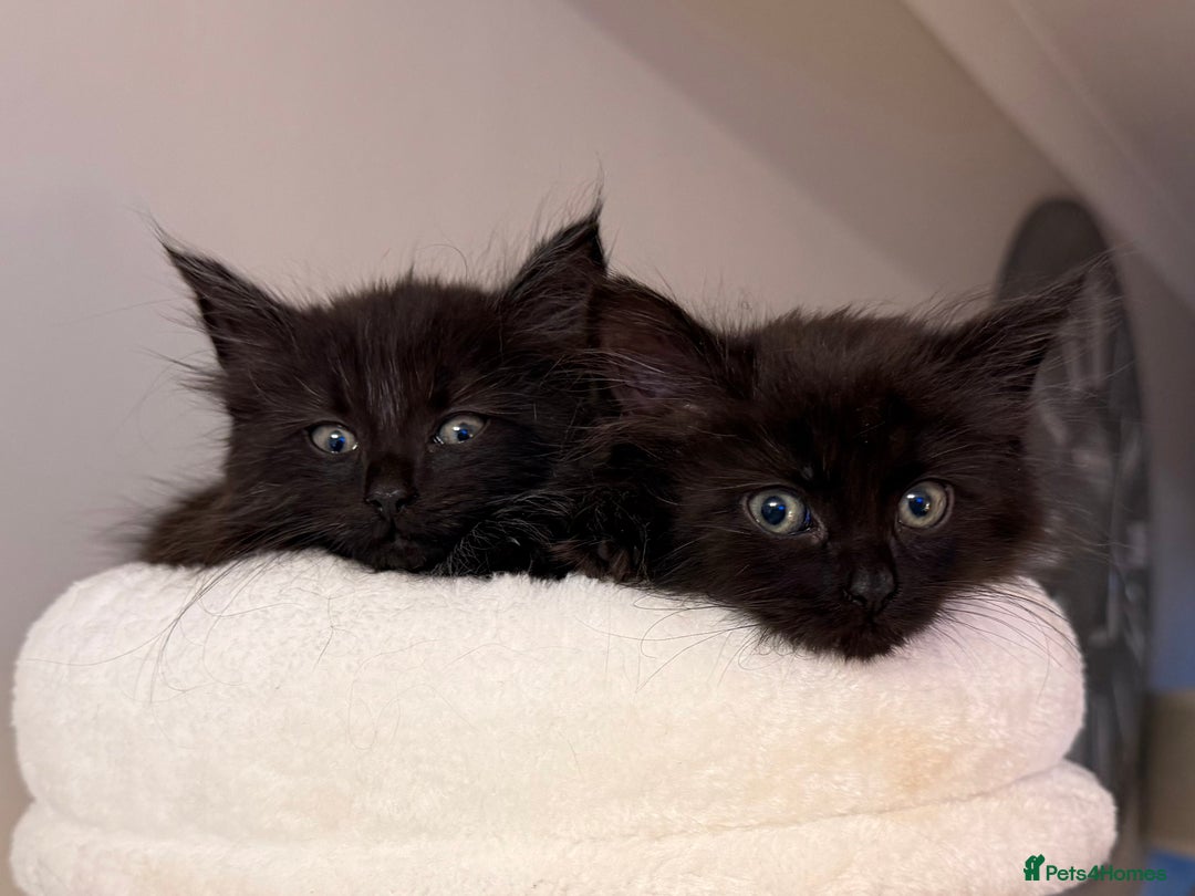 Russian Blue cats for sale: Crossed Russian Blue Girl Kitten - Image 4