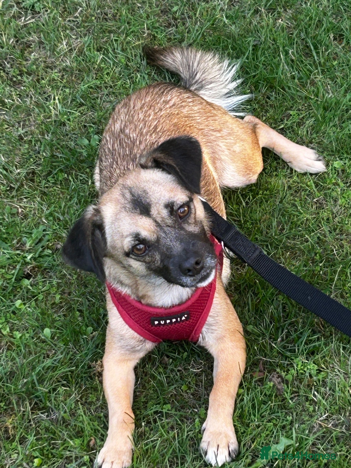 Mixed Breed dogs Meet Marlene  12 months old  6.5 kg Romanian mix  - Advert 12