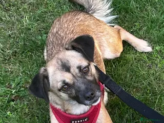 Mixed Breed dogs Meet Marlene 12 months old 6.5 kg Romanian mix - Advert 12