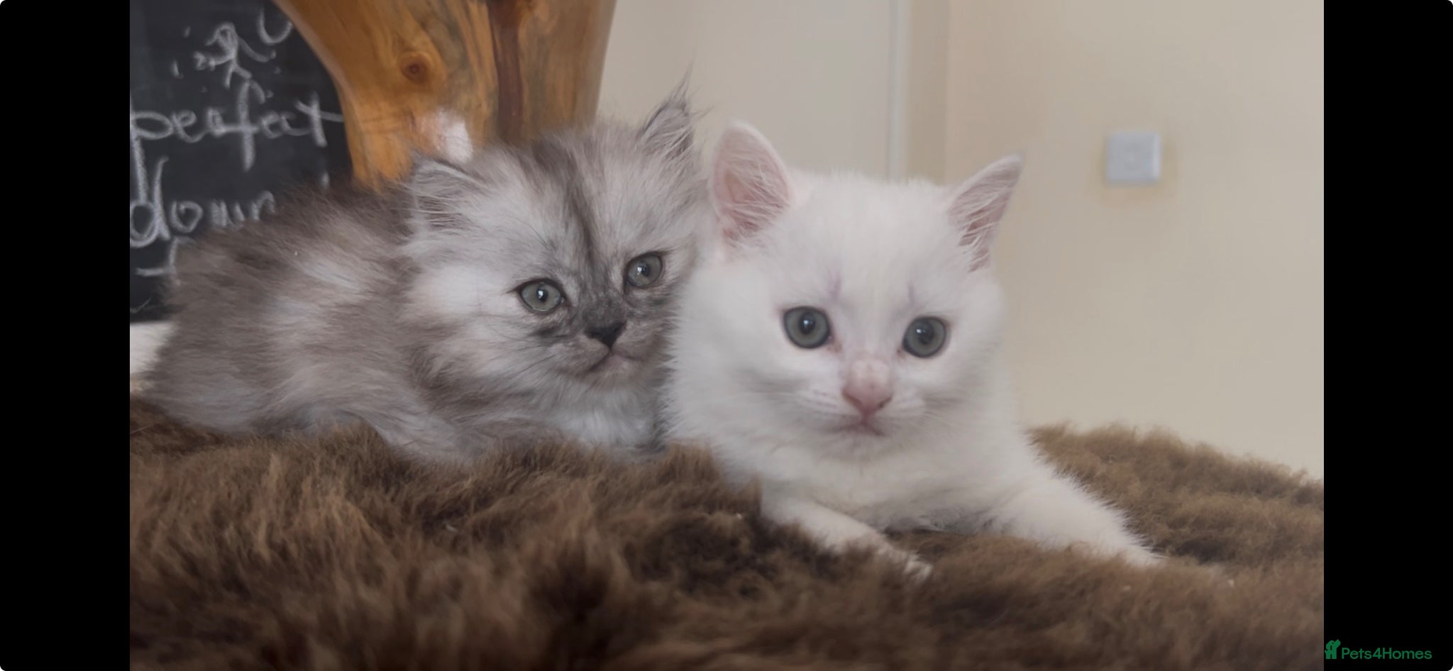Munchkin cats Beautiful Fur Babies 🤗 - Advert 2