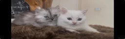 Munchkin cats for sale: Sweetest Personality Guaranteed-Fur Babies 🤗 - Advert 9