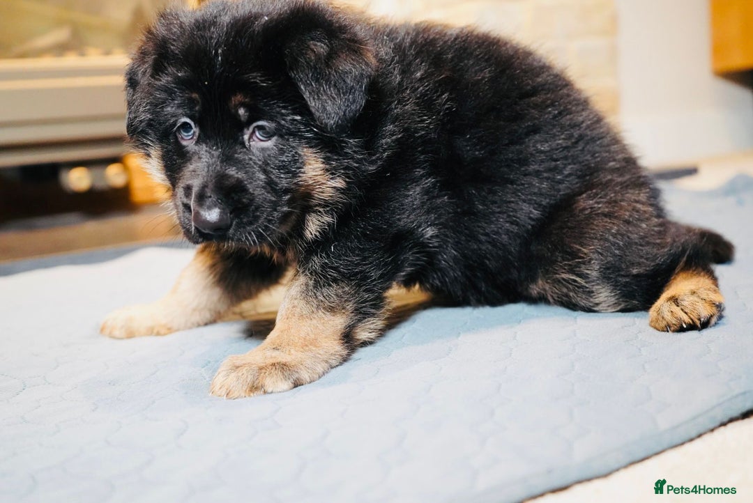 German Shepherd dogs for sale: KC Registered German Shepard Babies 🐾🐾🐾 - Advert 6
