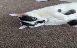 Mixed Breed cats for sale: Could you adopt Cookie? - Image 2