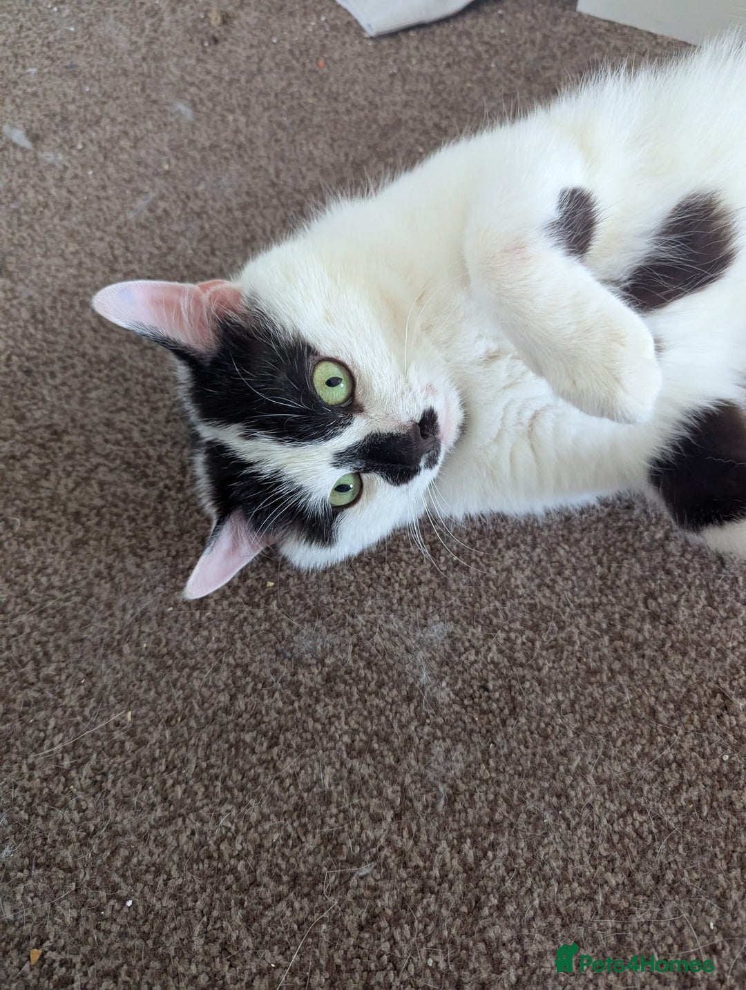 Mixed Breed cats for sale: Could you adopt Cookie? - Image 2