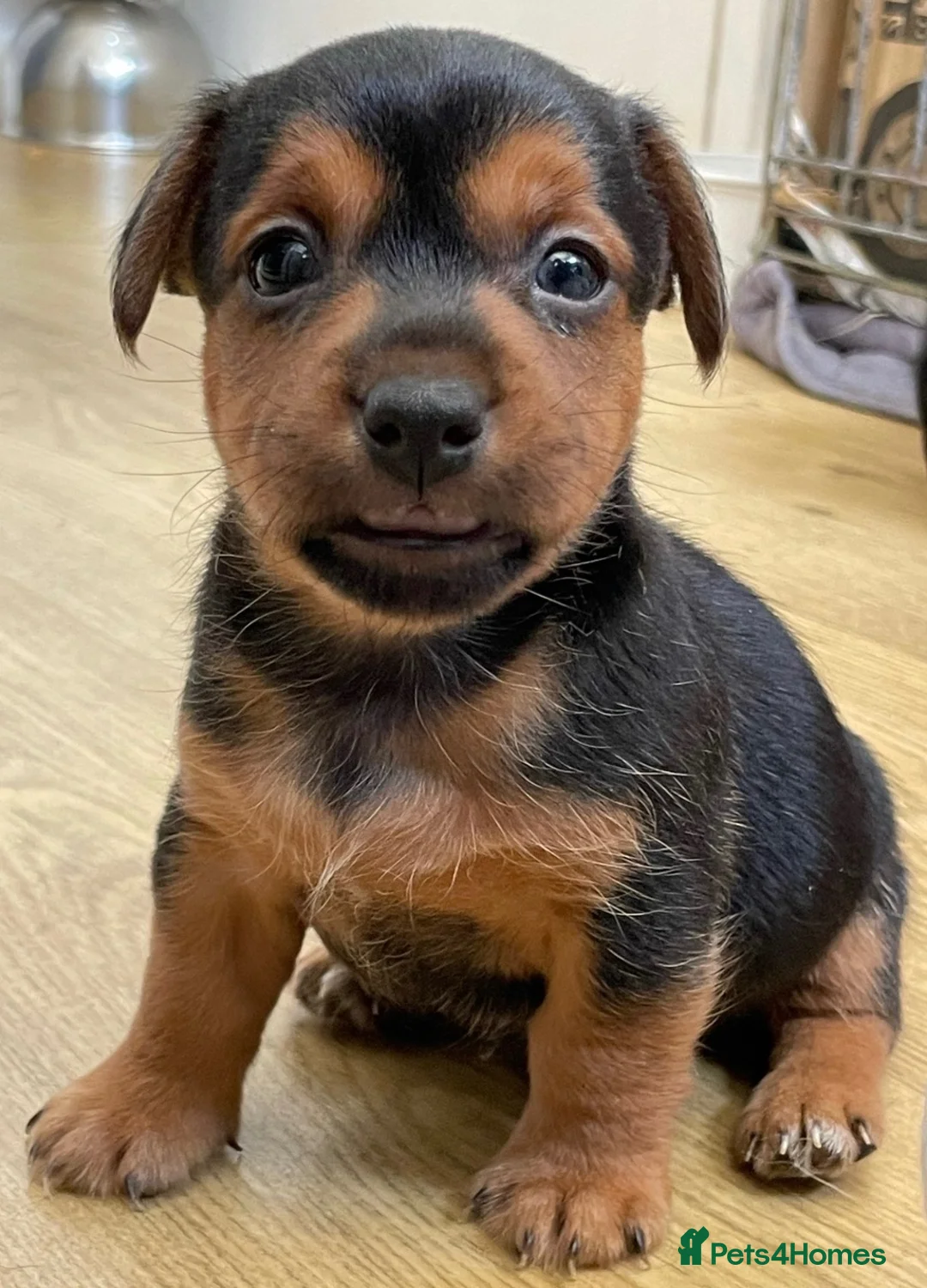Jack Russell dogs for sale: Jack Russell puppies  - Advert 7