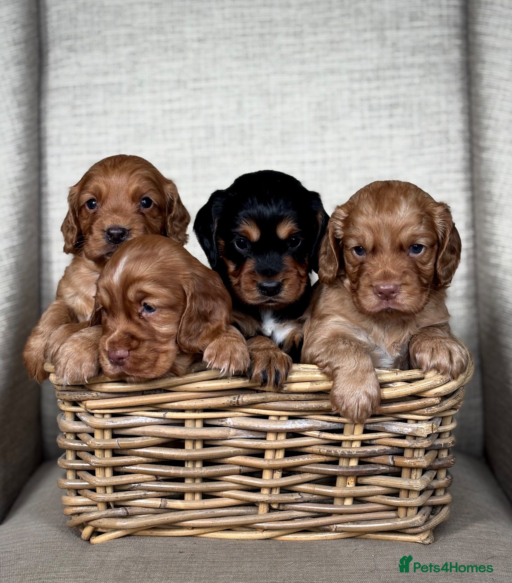 Cocker Spaniel dogs BEAUTIFUL KC COCKER SPANIEL PUPPIES  - Advert 14